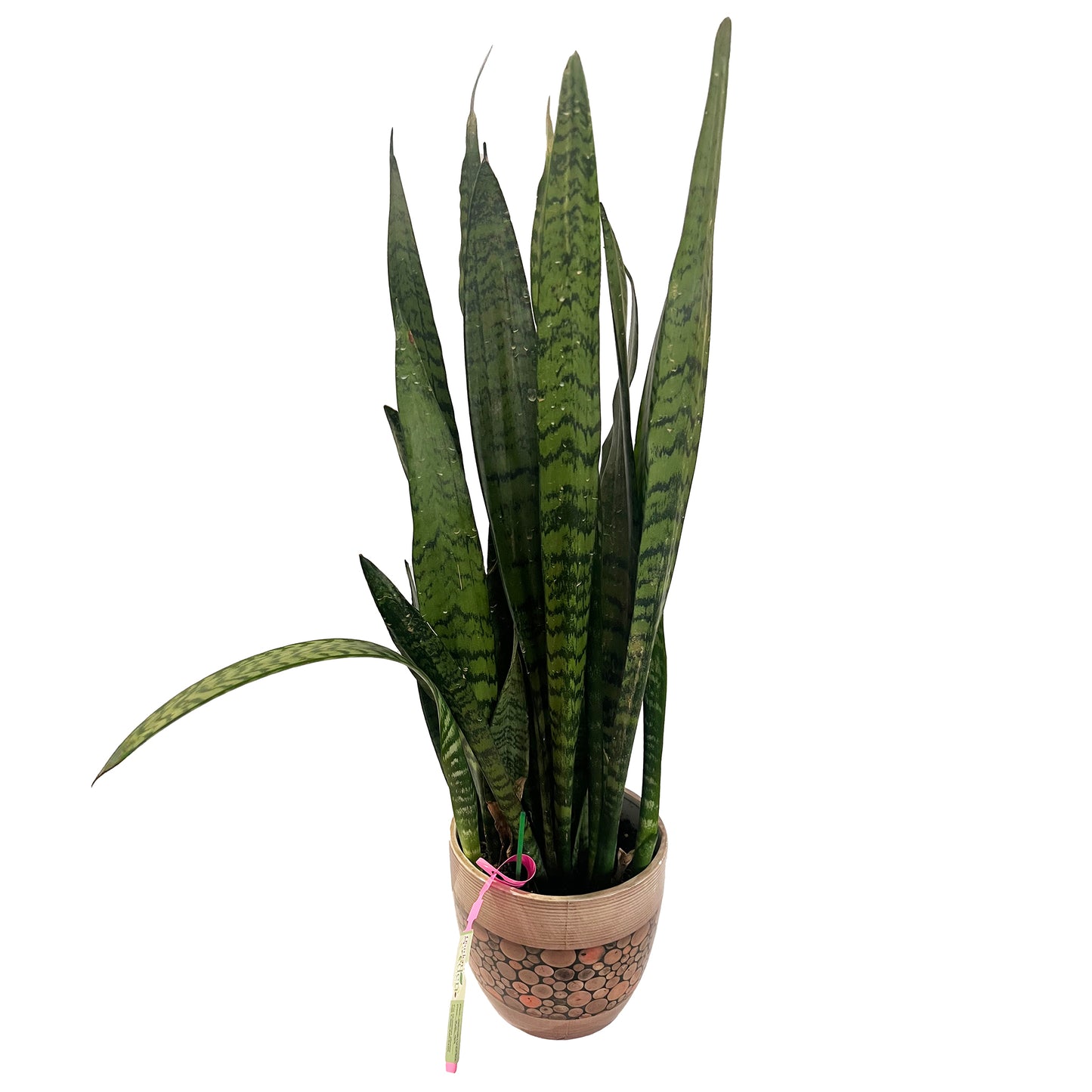 Sansevieria (Snake Plant)