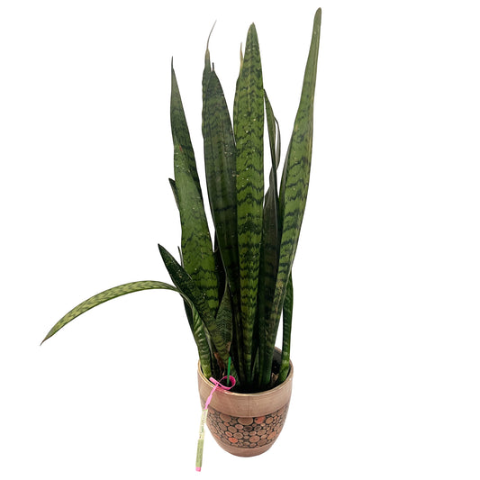 Sansevieria (Snake Plant)