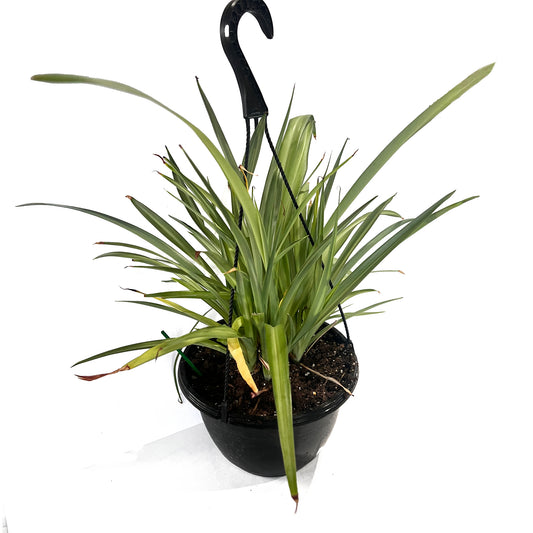 Spider Plant