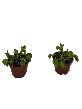 Venus Fly Trap