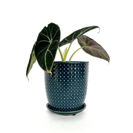 Alocasia - Black Velvet