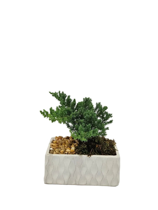 Bonsai