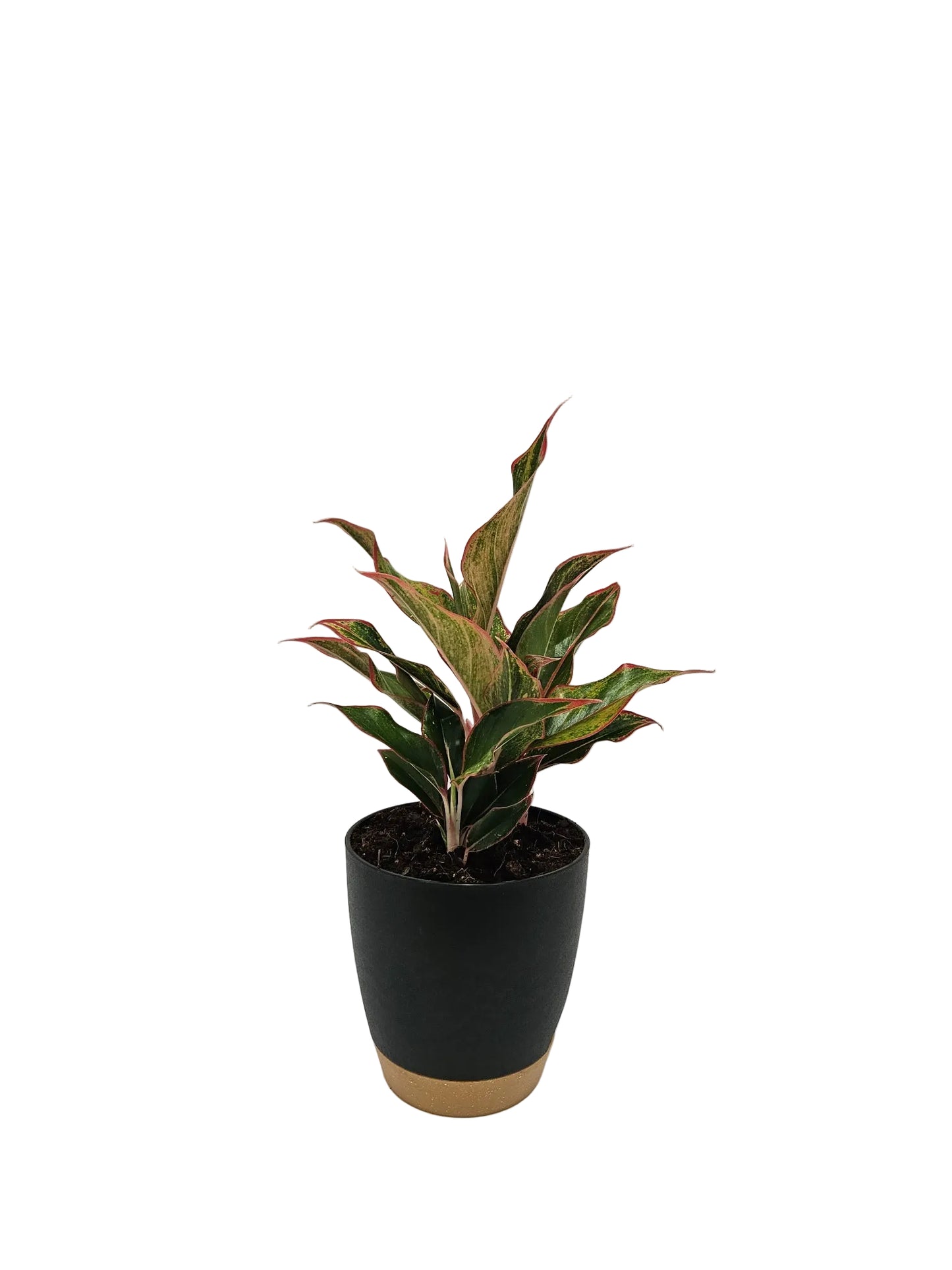 Aglaonema - Asst varieties