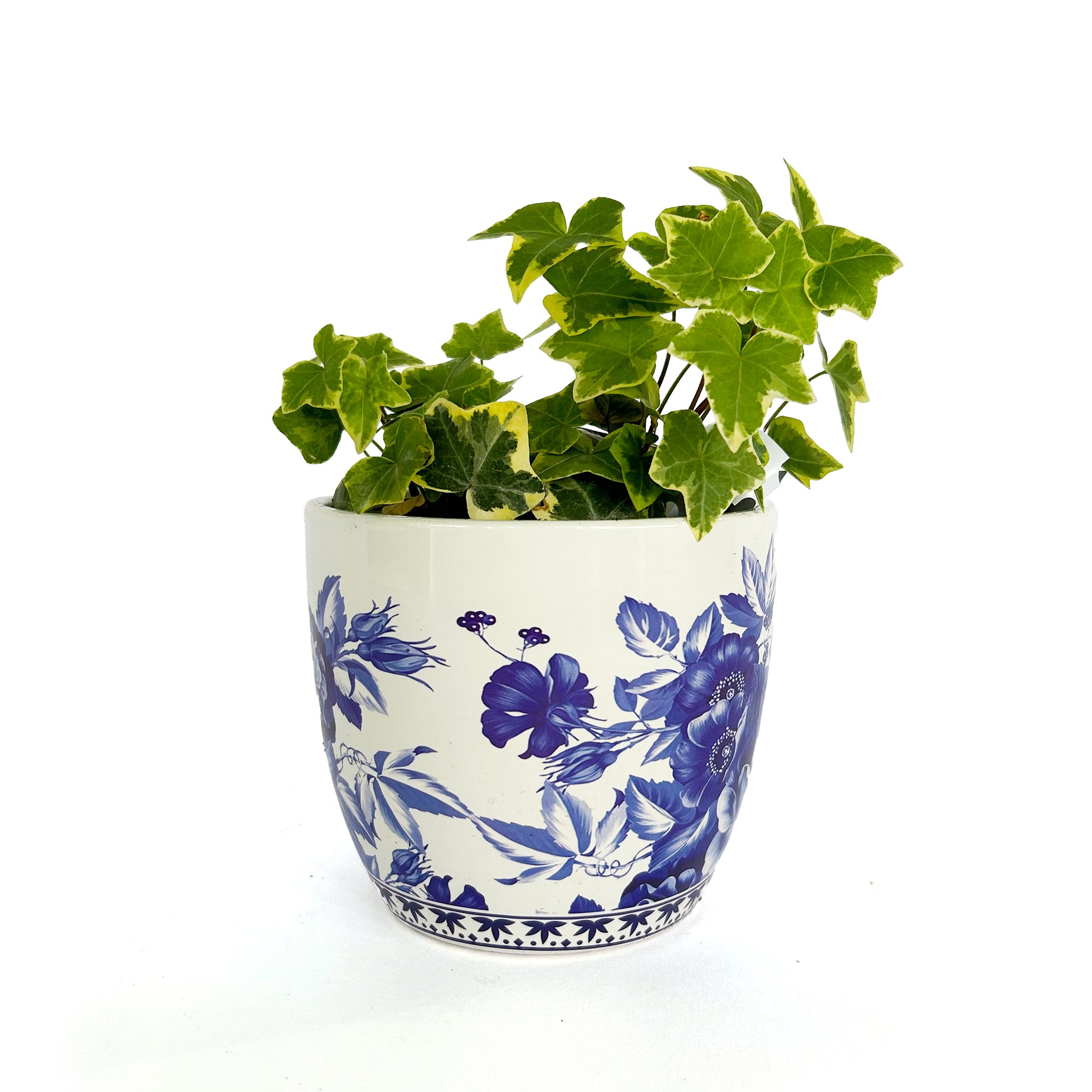 ivy plant pots Ivy Plant – The Garden of Eden Flower Shop