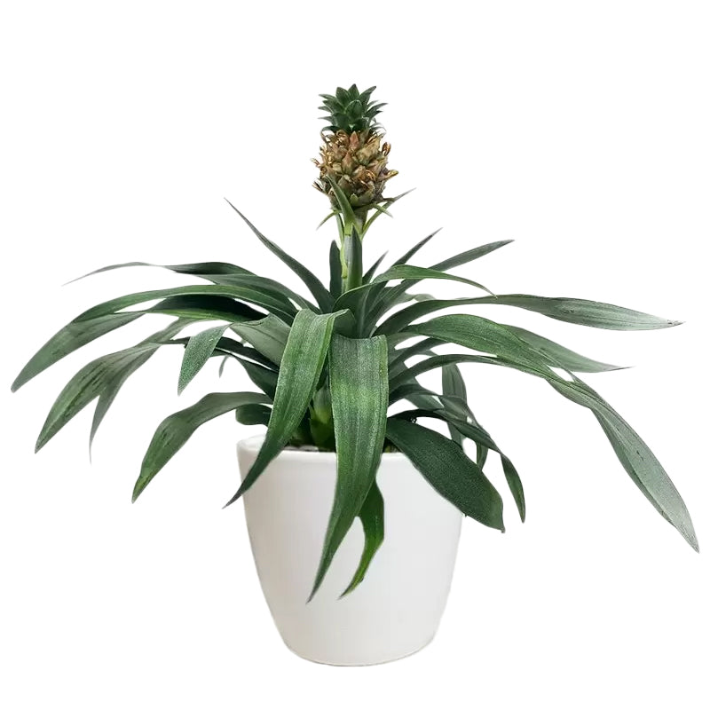 Decorative Pineapple Plant