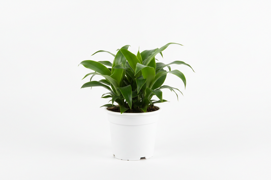 Dracaena Janet Craig