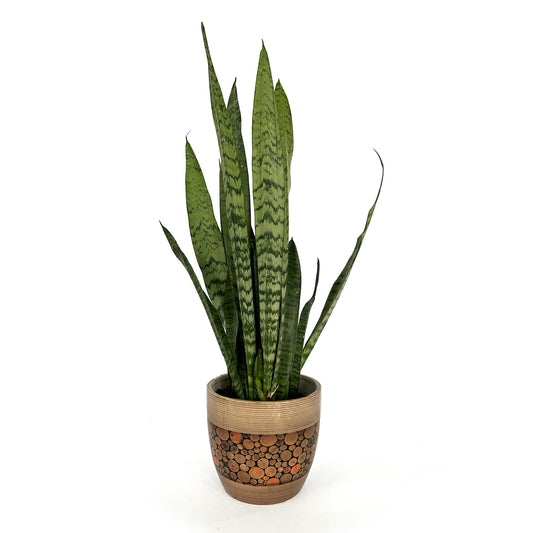 Sansevieria - Snake Plant