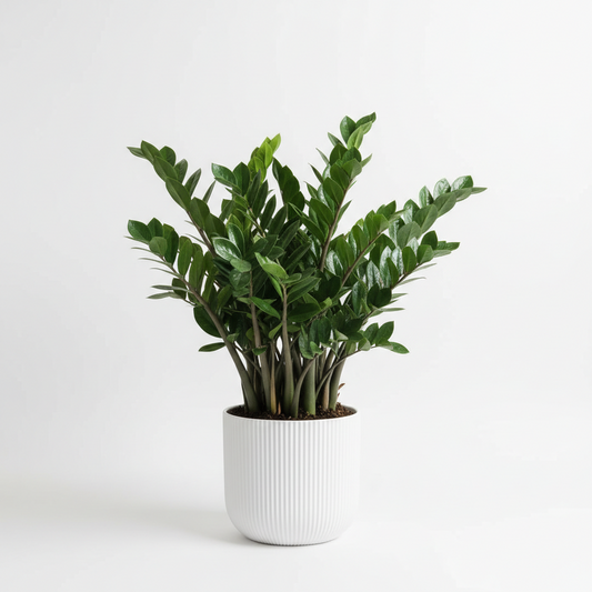 ZZ Plant
