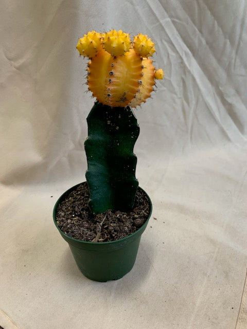 Grafted Cactus Plant