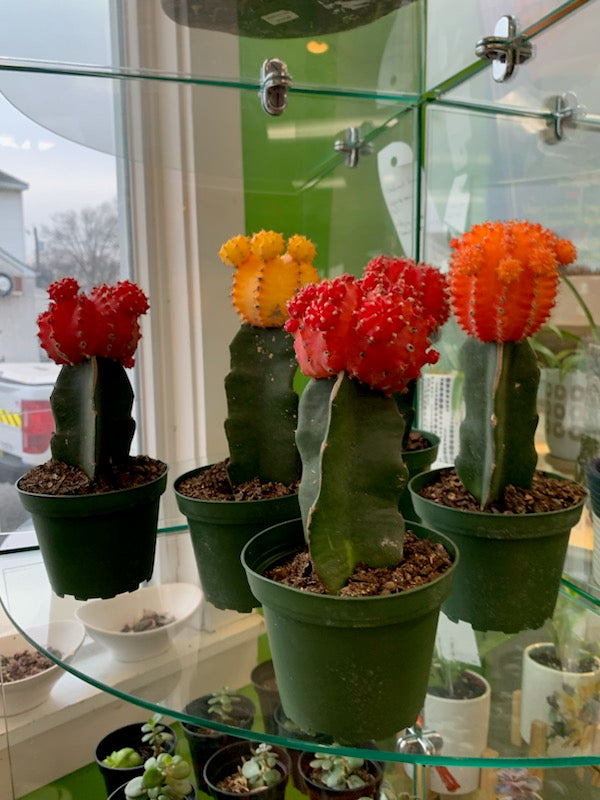 Grafted Cactus Plant