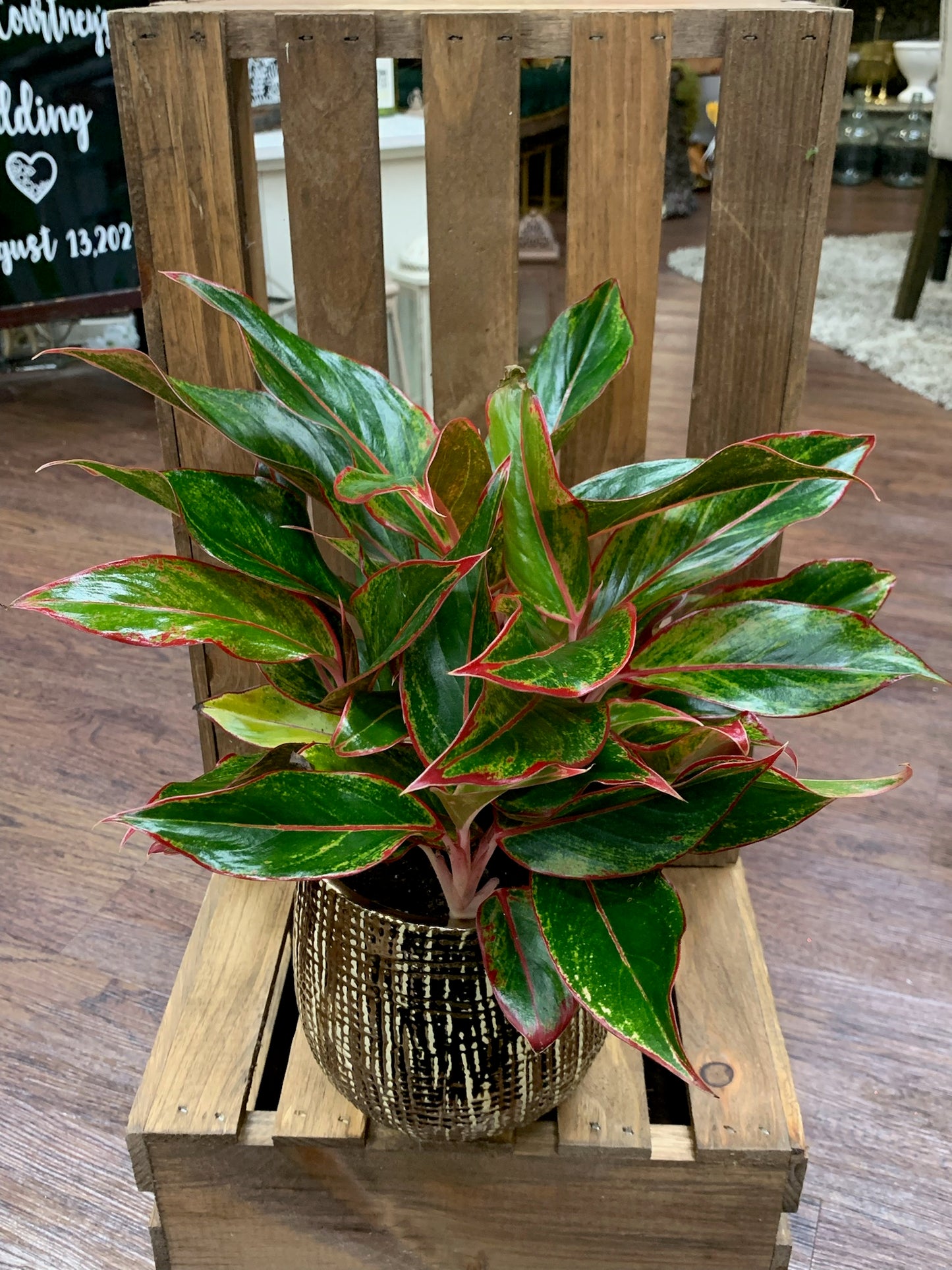 Aglaonema Red Siam