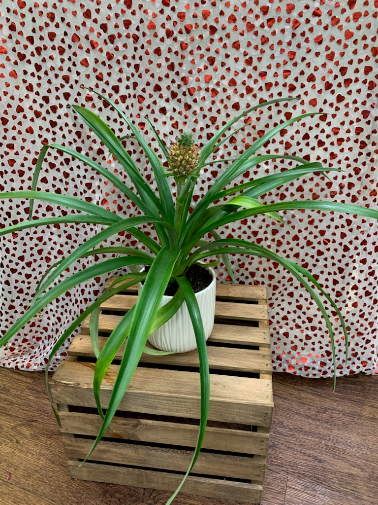Decorative Pineapple Plant