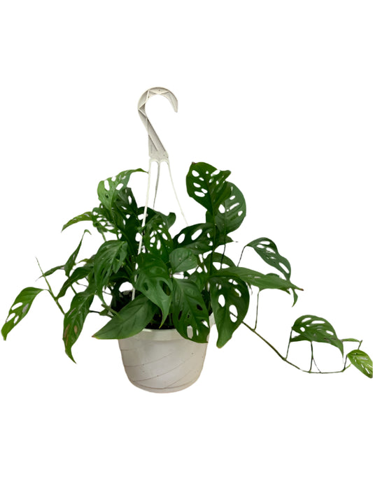 Swiss Cheese Plant