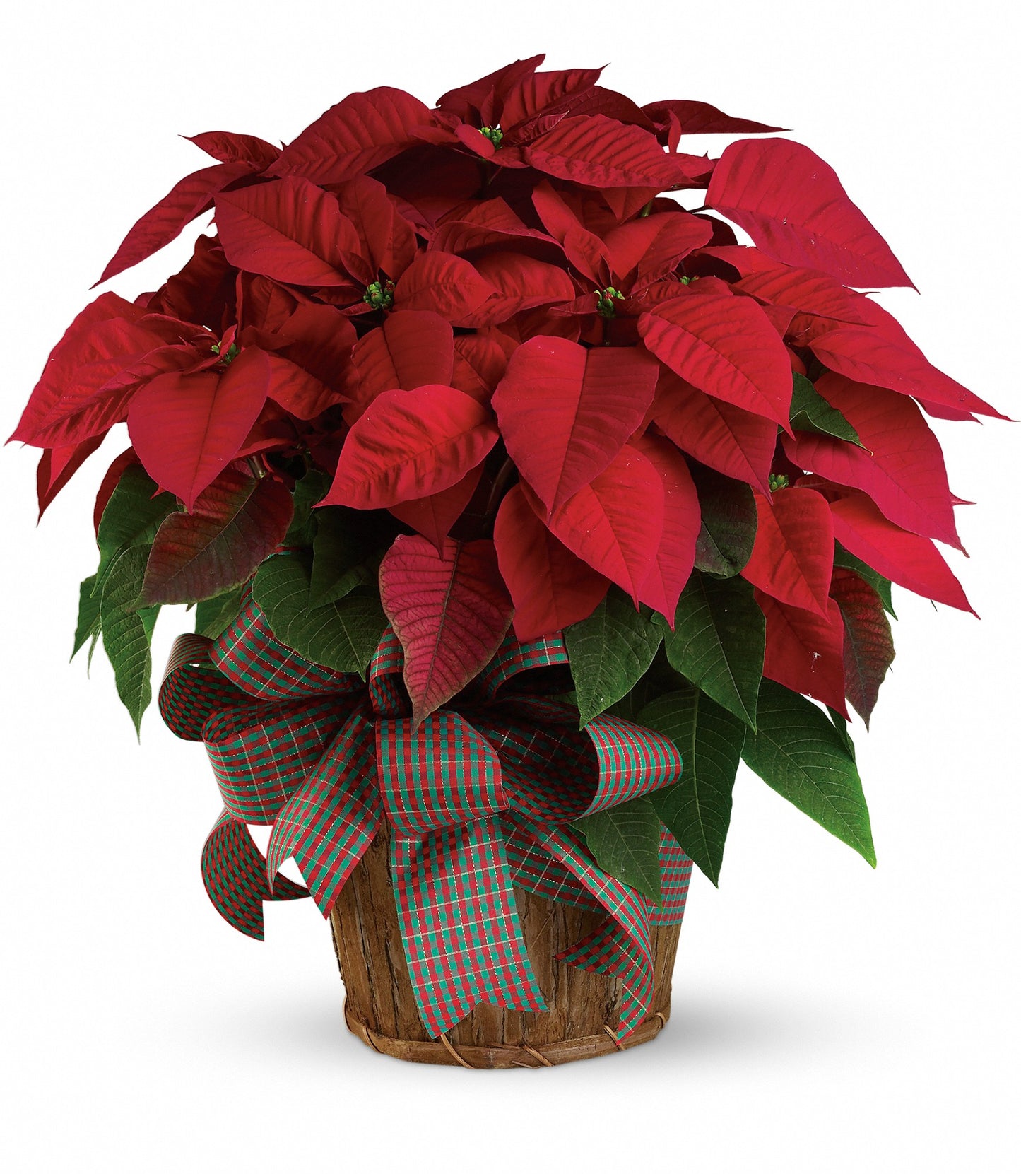 Poinsettias